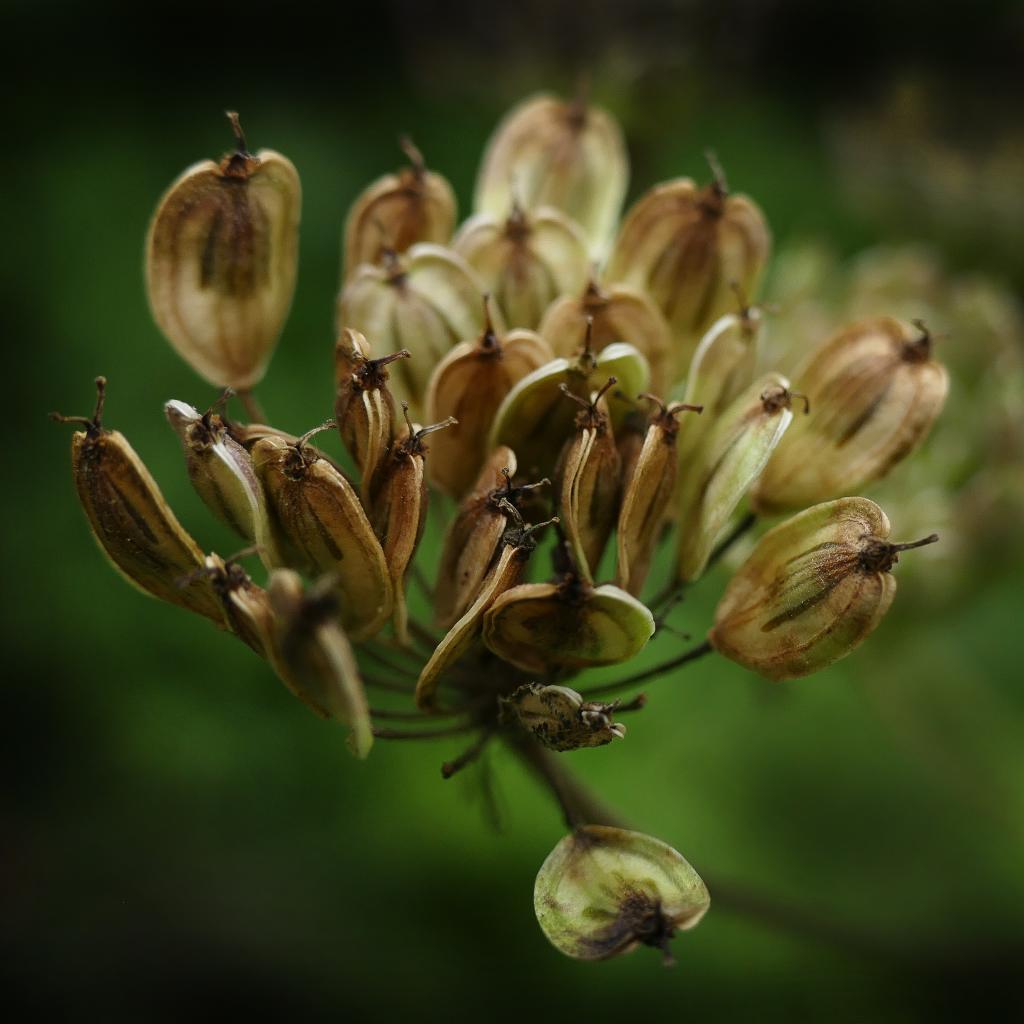 anise seed plant has scnet perfume for perfume