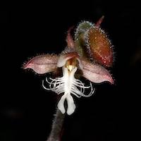 Therapeutic fragrant orchid A. reinwardtii is found in Sumatra, Java, Borneo and used in events & ceremonies