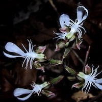 Anoectochilus roxburghii  perfume ingredient at scentopia your orchids fragrance essential oils