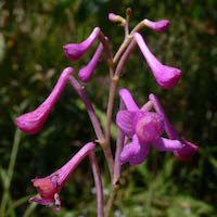 Therapeutic fragrant orchid Anthogonium Lindl. is a small genus of terrestrial or occasionally saxicolous herbs with a single species in China 