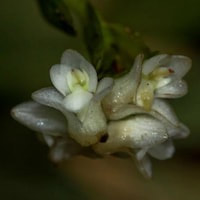 Appendicula cornuta Blume perfume ingredient at scentopia your orchids fragrance essential oils