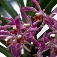 Arachnis Blume perfume ingredient at scentopia your orchids fragrance essential oils
