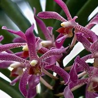 Therapeutic fragrant orchid Scorpion Orchids. or Arachnis Blume cut ﬂower are used to hybrid in orchid industry for their scent and medicine