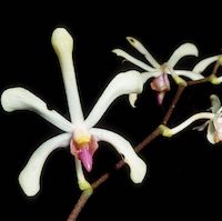 Arachnis Hookeriana perfume ingredient at scentopia your orchids fragrance essential oils