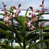 Sophrolaeliocattleya Elusive Heartbeat  perfume ingredient at scentopia your orchids fragrance essential oils