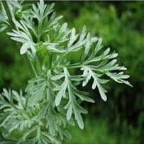 The Artemisia Oil is extracted from the leaves, twigs and flowering tops of the plant