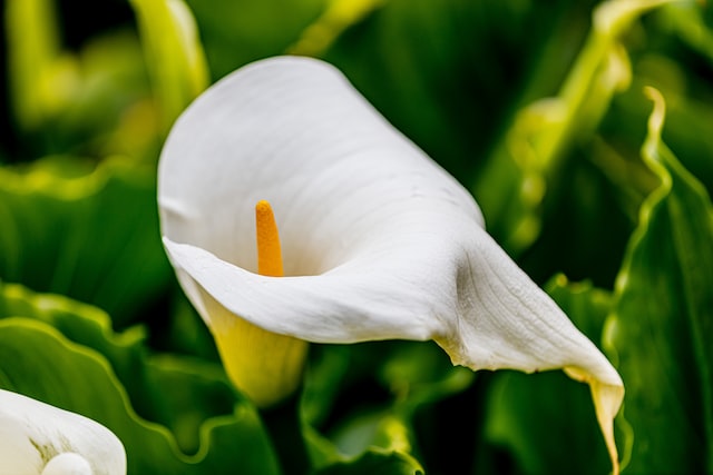 Arum lilies or calla lilies have sweet faint smell