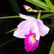 Therapeutic fragrant orchid Arundina Blume Chinese name: Zhuye Lan (bamboo leaf orchid