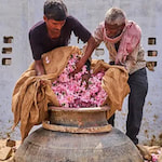 perfumer putting flower in vat to make essential oil