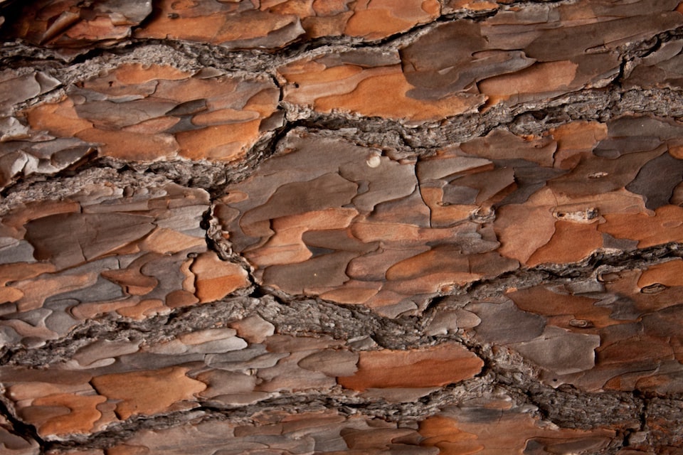 Bark is protective outer layer of a tree's trunk for perfume