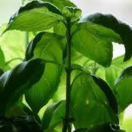 therapeutic basil at scentopia - a perfume ingredients to make your essential oils