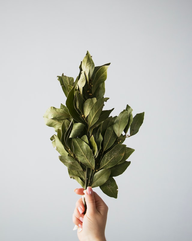 Bay leaves have a strong, aromatic scent that is slightly sweet and slightly bitter