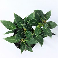 Bay Laurel, Bay Tree, Daphne, Grecian Laurel, Laurel, Laurel Común, is a great herb