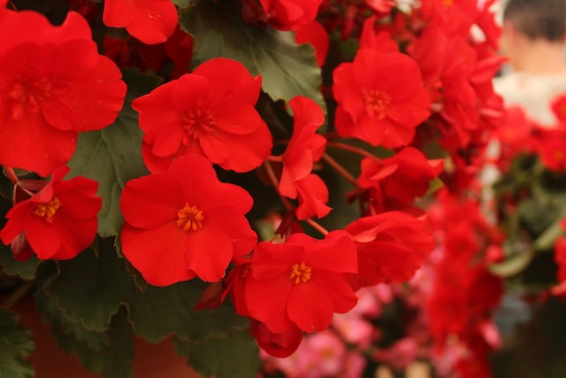 Begonias are a type of flowering fragrant plant