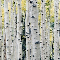 Sweet wild birch nhaled or applied, it encourages detoxification of the body as well. perfume ingredients essential oils