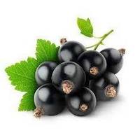 Black Currant Native to the northern parts of Europe and Asia is a lovely  perfume ingredients essential oils