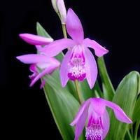Bletia hyacinthina  perfume ingredient at scentopia your orchids fragrance essential oils
