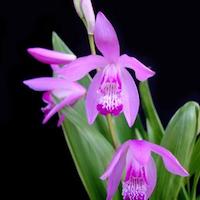 Therapeutic fragrant orchid Bletia hyacinthina a remedy for dysentery, haemorrhoids and ague in Malaya region