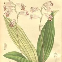 Therapeutic fragrant orchid Bletilla foliosa s an outstanding astringent and promotes wound healing. It is also an excellent embolic material.
