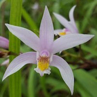 Therapeutic fragrant orchid Bletilla formosana Traditional Chinese medicine (TCM) uses the stems to strengthen the lungs, stop bleeding and reduce swelling