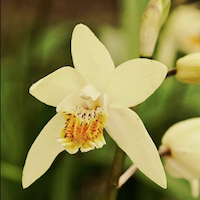 Therapeutic fragrant orchid Bletilla ochracea Huanghua Baiji (yellow ﬂower white mucilaginous root)