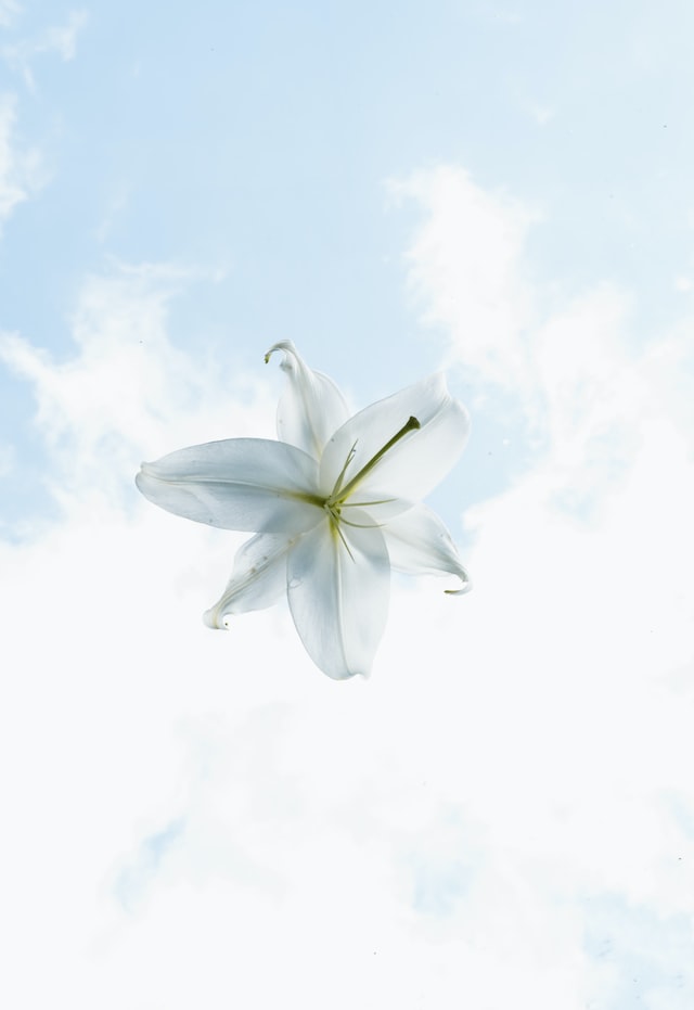 In ancient Egypt, the blue lily was used to treat a variety of ailments including fever, headaches, and skin conditions.