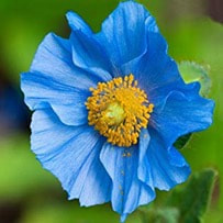 Blue poppy seeds has a plethora of benefits to it. Its seeds are good for skin