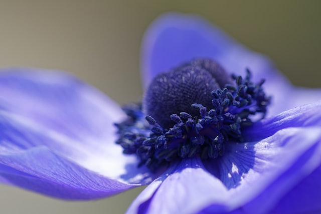 The Blue Poppy has a rich history and cultural significance in many societies and cultures.