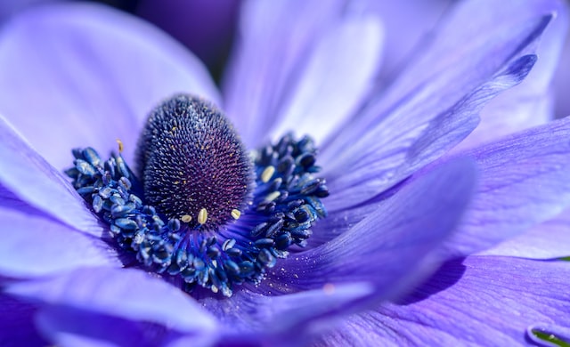  true blue poppy scent is not easily obtainable and perfumes