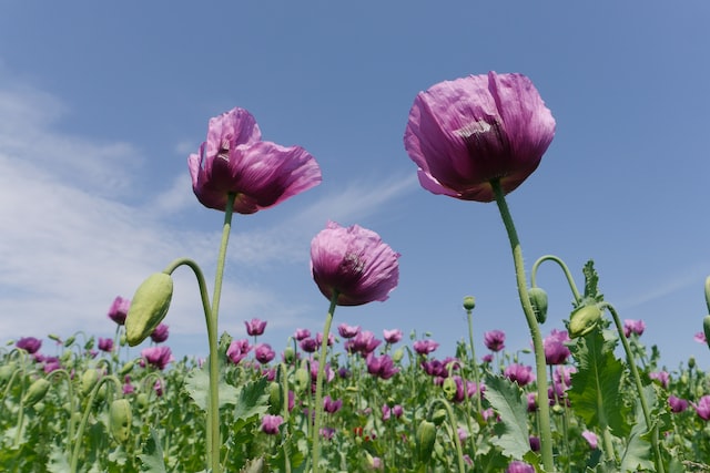 In ancient China, the blue poppy was considered a symbol of longevity