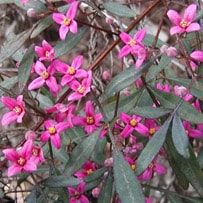 Boronia oil has many healthy properties such as: Treating depression and anxiety due to its mood elevating property