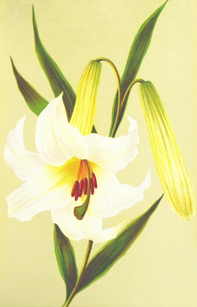 Exquisite Lily Flower Ensemble