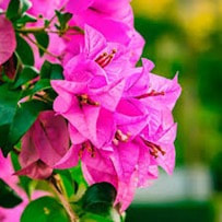 Bougainvillea oil can also be used to regulate blood pressure