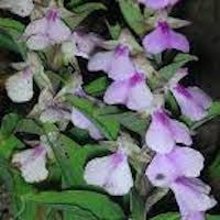 Brachycorythis obcordata  perfume ingredient at scentopia your orchids fragrance essential oils