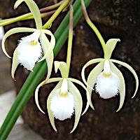 Brassavola Martiana perfume ingredient at scentopia your orchids fragrance essential oils
