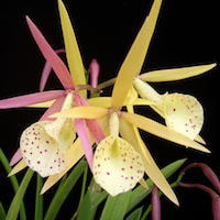 Brassolaelia Yellow Bird perfume ingredient at scentopia your orchids fragrance essential oils