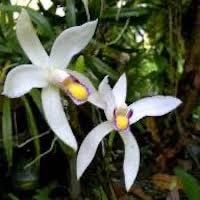 Bromheadia finlaysoniana  perfume ingredient at scentopia your orchids fragrance essential oils