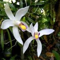 Therapeutic fragrant orchid Bromheadia finlaysoniana ﬂowers are plentiful whereas on other days there are no ﬂowers