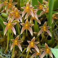  Therapeutic fragrant orchid Bulbophyllum affine plant is used as a tonic, antipyretic, to reduce phlegm, and to stop bleeding .​