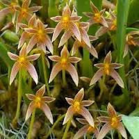 Bulbophyllum affine  perfume ingredient at scentopia your orchids fragrance essential oils