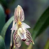 Therapeutic fragrant orchid Bulbophyllum ambrosia ​Fragrant ﬂowers are borne singly, 2 cm across, white with crimson longitudinal stripes during February to May.