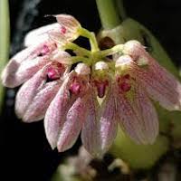 Therapeutic fragrant orchid Bulbophyllum andersonii  also Cirrhopetalum andersonii  and Cirrhopetalum henryi Rolfe fragrance