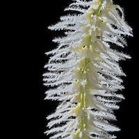 Bulbophyllum Comosum - ​Used in Fresh 8 (Men) for Team building Perfume workshop​