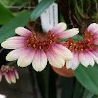 Therapeutic fragrant orchid Bulbophyllum flabellum-veneris  is Widely distributed in Southeast Asia is used to treat liver dysfunction.