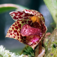 Therapeutic fragrant orchid Bulbophyllum griffithi is to treat chronic coughs, bronchitis and sore throat. 