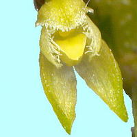 Therapeutic fragrant orchid Bulbophyllum inconspicuum can cure fever and coughs, hundred-day cough