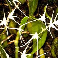 Therapeutic fragrant orchid Bulbophyllum kwangtungense Pseudobulbs can be used fresh or steamed & powdered.
