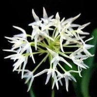 Bulbophyllum laxiflorum Syn. Bulbophyllum radiatum  perfume ingredient at scentopia your orchids fragrance essential oils