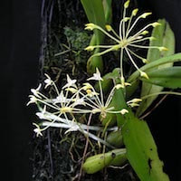 Bulbophyllum Laxiflorum - ​Used in Woody 1 (Men) for Team building Perfume workshop​