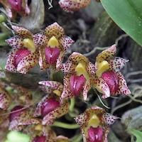 Bulbophyllum leopardinum  perfume ingredient at scentopia your orchids fragrance essential oils